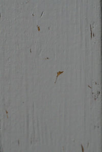 High angle view of insect on wall