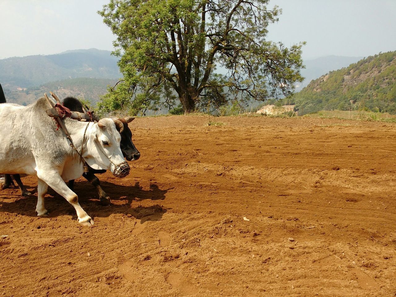 COWS ON FIELD BY ROAD