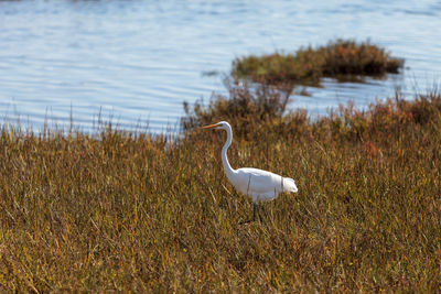 White bird perching on grass by lake