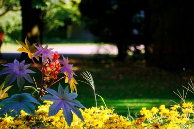 Close-up of flowering plants on field