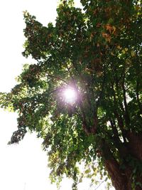 Low angle view of trees against clear sky