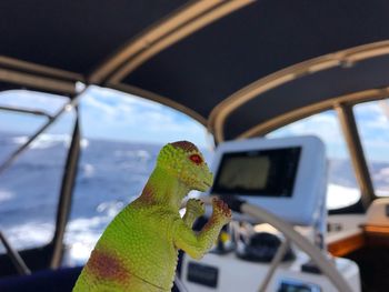 Close-up of horse holding camera