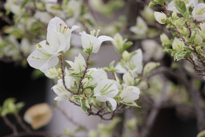 Close-up of white flowering plant