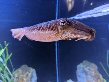 Close-up of fish swimming in sea