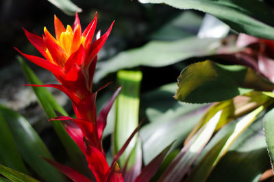 Close-up of flowers