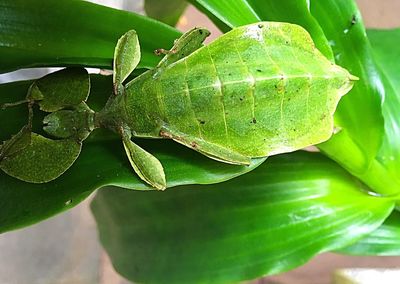 Close-up of green leaf on plant