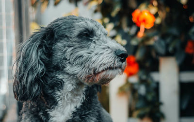 Close-up of dog