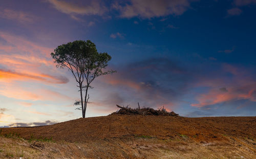 Tree on field against sky during sunset