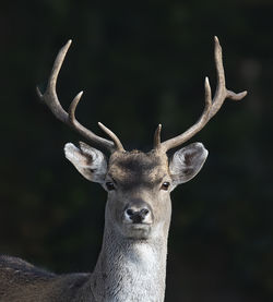A portrait fallow deer dama dama is europe.