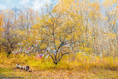 Leaves on field