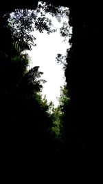 Low angle view of trees at night