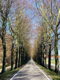 Empty road amidst trees