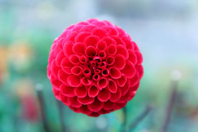 Close-up of red dahlia