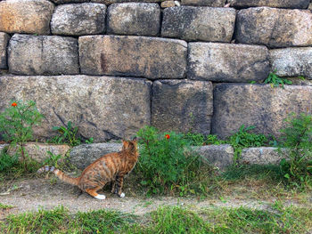 View of a cat on field