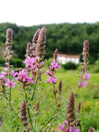 Close-up of purple flowers blooming on field