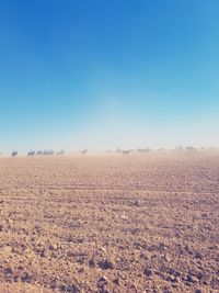 Scenic view of field against clear blue sky