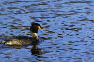 Close-up of duck swimming on lake