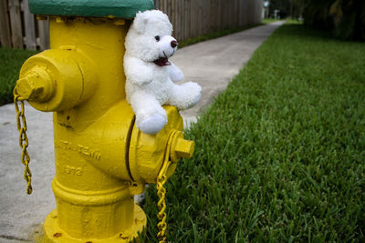 Dog lying on grass