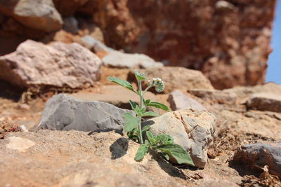 Close-up of plant growing on rock