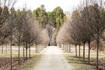 Road amidst trees and plants