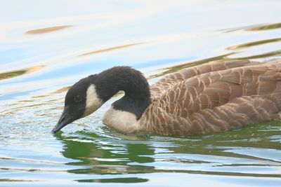 Close-up of swan swimming in lake