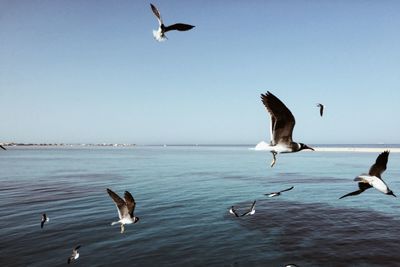 Seagulls flying over sea against clear sky