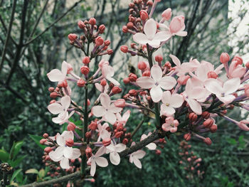 Close-up of cherry blossoms in spring