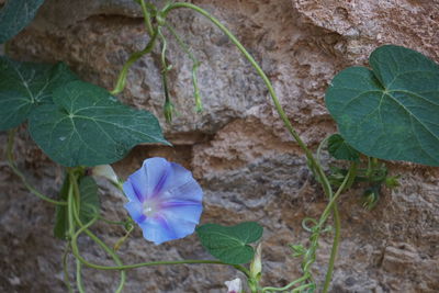 Close-up of flowers