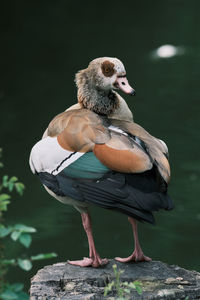 Close-up of bird perching on rock