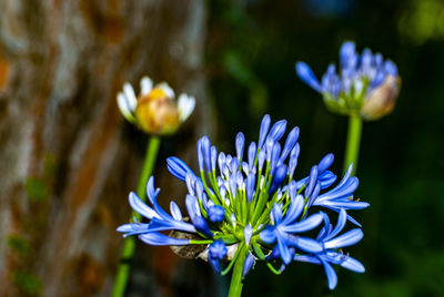 Close-up of purple flowering plant