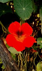 Close-up of red hibiscus blooming outdoors