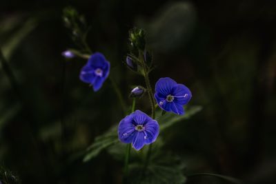 Close-up of purple flowering plant