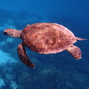 Close-up of turtle swimming in sea