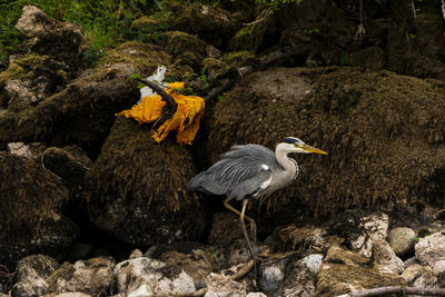 High angle view of bird perching on rock