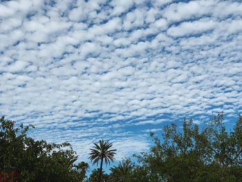 Low angle view of palm trees against blue sky