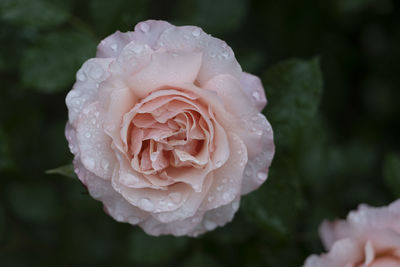 Close-up of water drops on rose flower