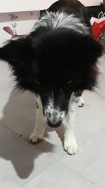 Close-up of dog resting on floor at home