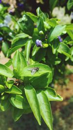 Close-up of insect on leaf