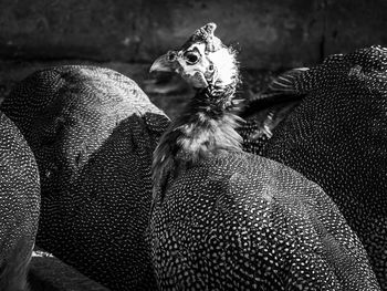 Close-up of a bird