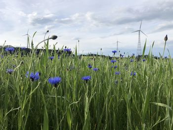 Purple flowering plants on field against sky