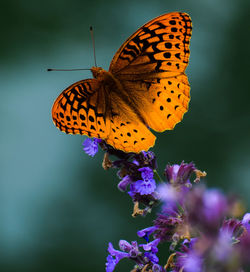 Close-up of butterfly pollinating on flower