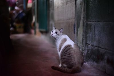 Cat looking away while sitting on footpath