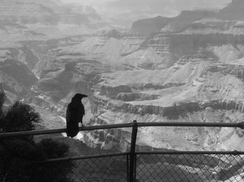 Crow perched with grand canyon backdrop
