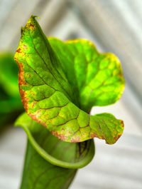 Close-up of green leaves