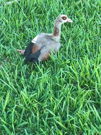 High angle view of duck on field