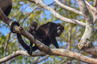 Low angle view of monkey on tree