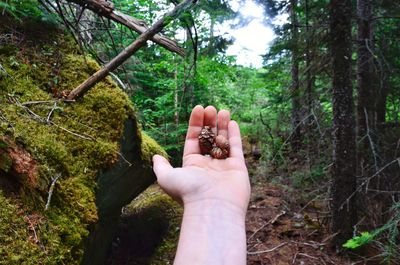 Midsection of person holding tree trunk in forest