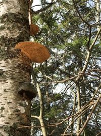 Low angle view of tree in forest