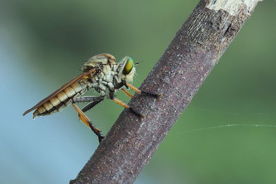 Close-up of insect on plant