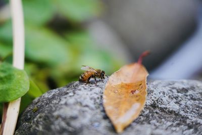 Close-up of insect on rock